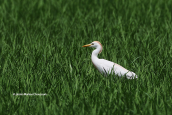 Cattle egret (Bubulcus ibis)
