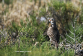 Calandra lark (Melanocorypha calandra)