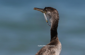 Shag (Phalacrocorax aristotelis) with hook at Oropos lagoon