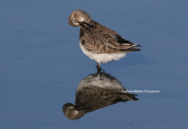 Dunlin (Calidris alpina) at Oropos laggon