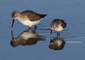 Dunlin and Little stint at Oropos lagoon