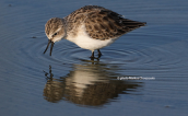 Little stint (Calidris minuta) στη λιμνοθαλασσα Ωρωπου