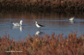 Black-winged stilt (Himantopus himantopus) at Oropos lagoon