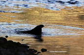 Sparrowhawk (Accipiter nisus) takes a bath at Kifisos river