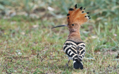 Hoopoe (Upupa epops) at Oropos lagoon