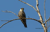Eurasian hobby (Falco subbuteo) at Khfisos river (Athens)