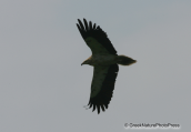 Egyptian vulture