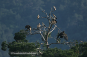 Vultures at Dadia forest