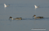 Pintail