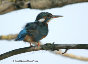 Kingfisher