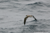 Cory's shearwater