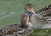 Pintails