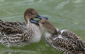 Pintails