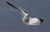 Yellow-legged gull