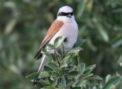 Red-backed shrike
