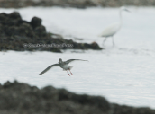Redshank at Oropos lagoon