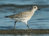 Grey plover at Oropos lagoon