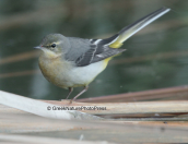 Grey wagtail