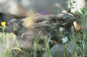 European nightjar (Caprimulgus europaeus) at Oropos