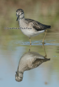 Wood sandpiper at Oropos lagoon