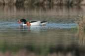 Shelduck at Oropos lagoon