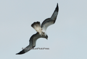 Osprey at Oropos lagoon