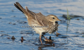 Water pipit at Oropos lagoon