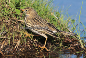 Meadow pipit at Oropos lagoon