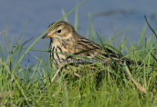 Meadow pipit at Oropos lagoon
