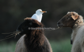 Cattle egret at Strofilia forest