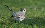 Pied wagtail at Strofilia forest
