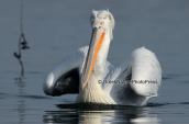 Dalmatian pelican at Kerkini lake