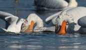 Dalmatian pelicans fishing  at Kerkini lake