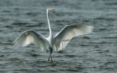 Great white egret (Egretta alba) at Nea Artaki wetlands at Evia