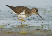 Common sandpiper (Actitis hypoleucos) at Oropos lagoon