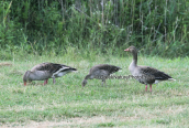 Greylags (Anser anser) at small Prespa lake