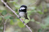 Coal tit at Parnitha mountain