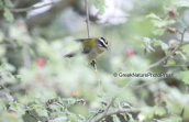 Firecrest at Parnitha mountain