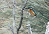 Kingfisher (Alcedo atthis) at Mesolongi lagoon