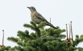 Mistle thrush (Turdus viscivorus) at Parnitha mountain
