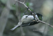 Coal tit (Parus ater) at Parnitha mountain