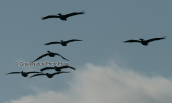 Dalmatian pelicans (Pelecanus crispus) at Porto Lagos lagoons
