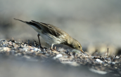 Water pipit (Anthus spinoletta) at Oropos lagoon