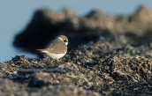 Kentish plover (Charadrius alexandrinus) at Oropos lagoon