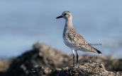 Grey plover (Pluvialis squatarola) at Oropos lagoon