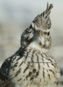 Crested lark (Galerida cristata) at Oropos lagoon