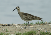 Whimbrel at Oropos lagoon