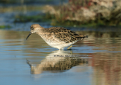 Ruff (Philomachus pugnax) at Oropos lagoon