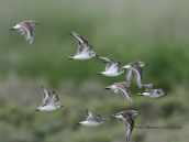 Little stints (Calidris minuta) at Oropos lagoon