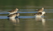 Ruffs (Philomachus pugnax) at Oropos lagoon